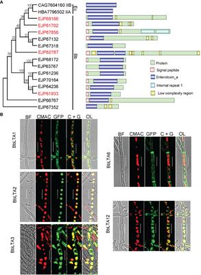 Homologs of bacterial heat-labile enterotoxin subunit A contribute to development, stress response, and virulence in filamentous entomopathogenic fungus Beauveria bassiana